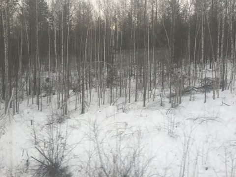 雪地干树枝