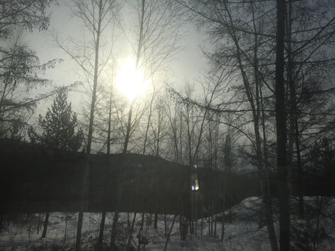 雪地干树枝