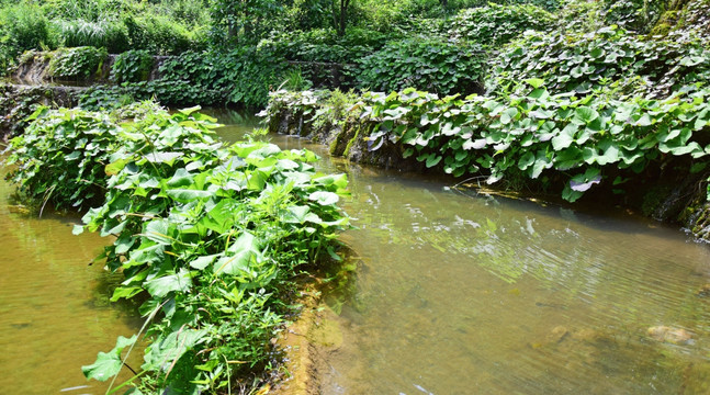 绿色水潭和绿色植物