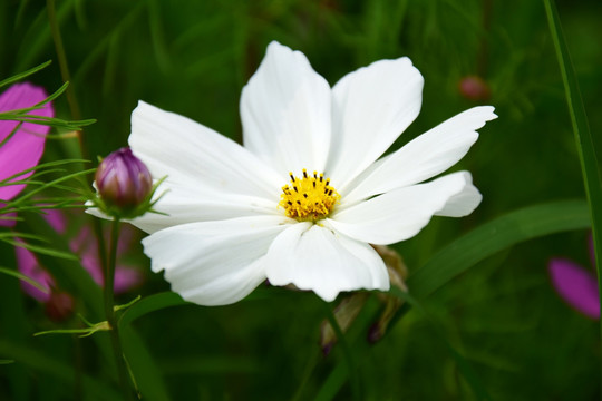 白色格桑花特写
