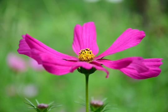 红色波斯菊微距特写