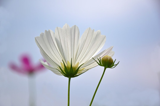 唯美花卉摄影图