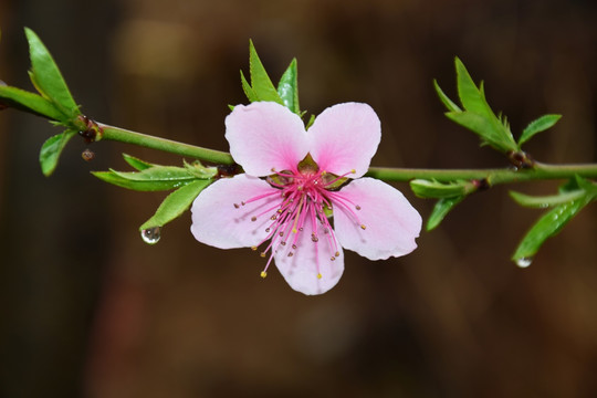 绿色桃叶和桃花