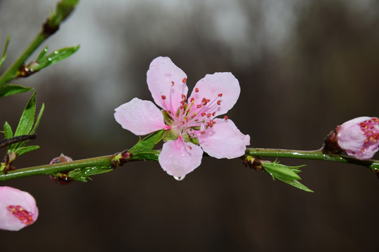 雨后的桃花