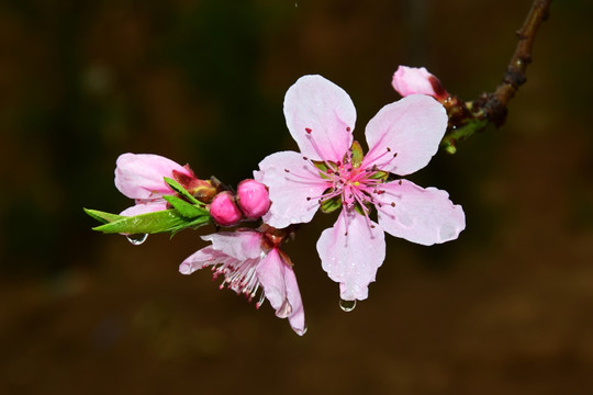 雨中盛开的桃花