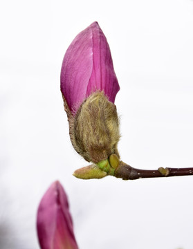 粉色玉兰花花苞图片