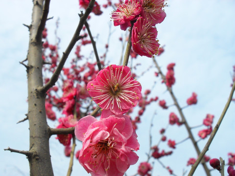 粉红色梅花图片