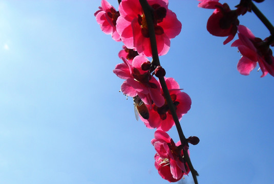 蓝天下的红色梅花