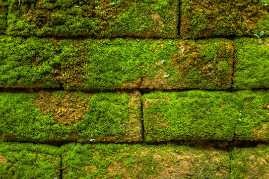 砖墙背景 绿色青苔