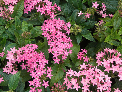 盛开的五瓣粉色小花