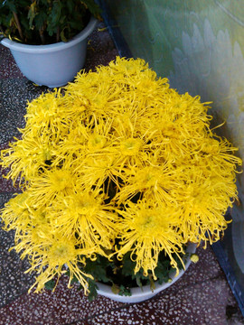 盛开的黄色盆栽菊花