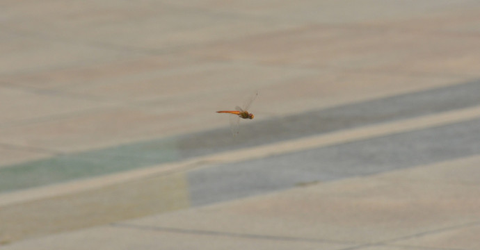 飞翔的蜻蜓