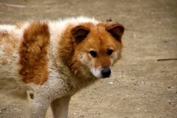 黄狗