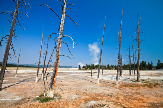 黄石国家公园 森林大火后的枯树