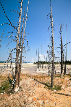 黄石国家公园 森林大火后的枯树