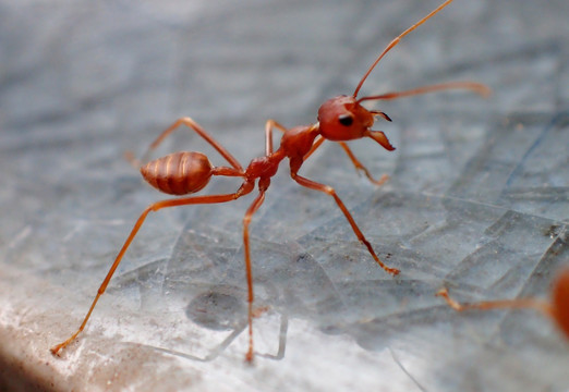 昆虫 蚂蚁