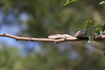 树上的蛇