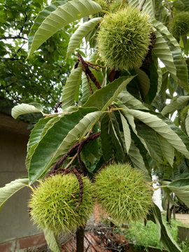板栗