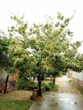 板栗树 带刺的板栗 板栗 板粟