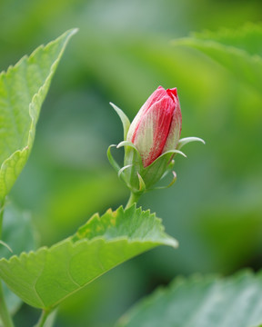 木槿花蕾