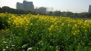 油菜花