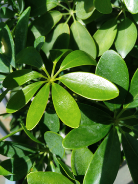 绿植鹅掌柴