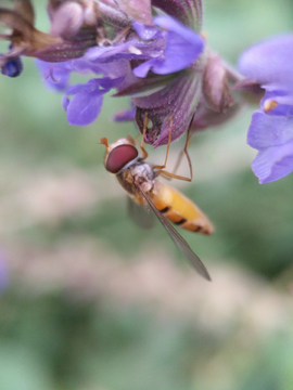 食蚜蝇微距
