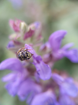 蜜蜂采蜜微距