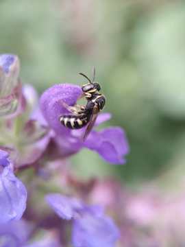 紫花蜜蜂微距