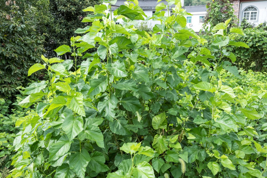 植物、花卉