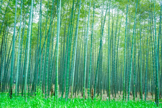 竹林竹子