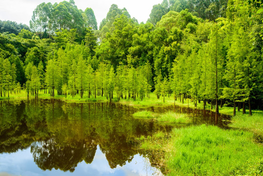 阳光池塘树林