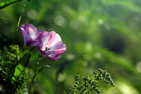 牵牛花