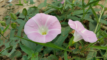 路边 花草 牵牛花