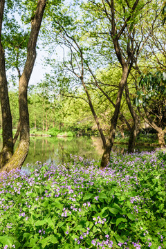 西湖周边水景