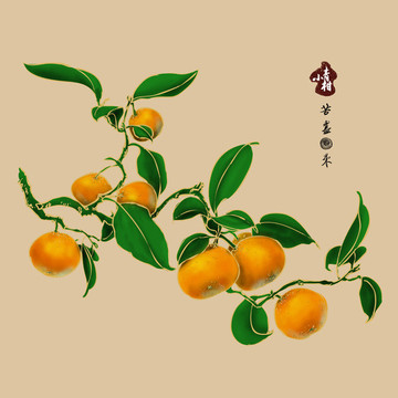 青柑 柑普茶包装 柑橘手绘