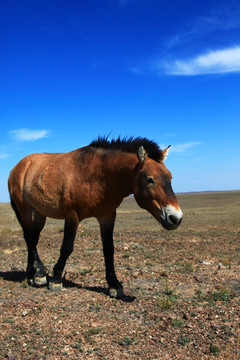新疆野马