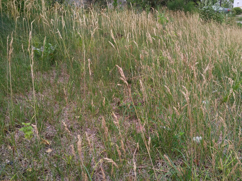 狗尾草地