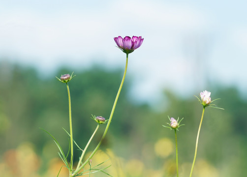 格桑花