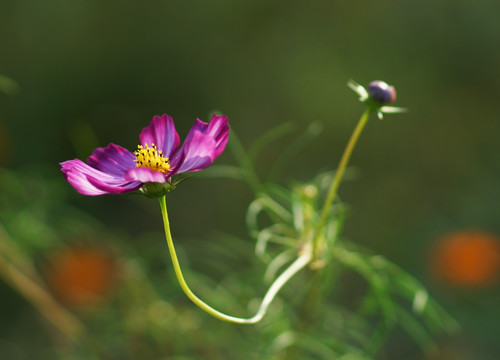 格桑花