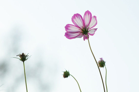 格桑花