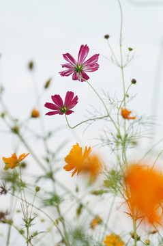 格桑花