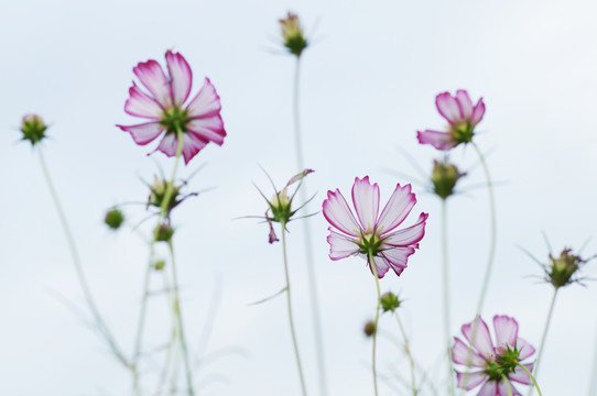 格桑花