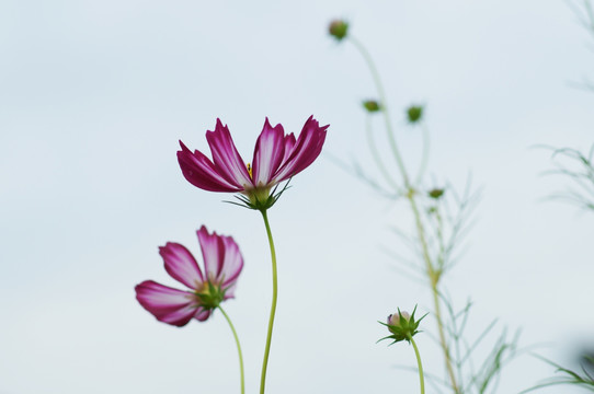 格桑花
