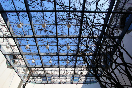 苏州 建筑 藤蔓