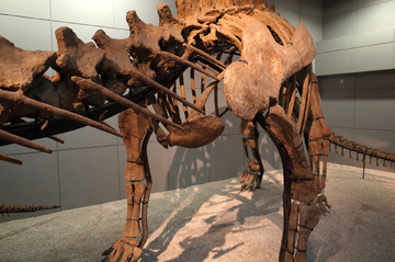 恐龙骨架模型