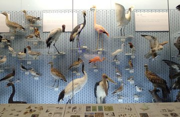 鸟类标本