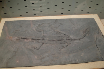 远古生物标本化石