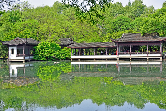 杭州西湖 红绡翠盖