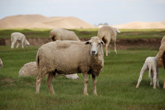 羊 绵羊 山头 领头羊 小羊